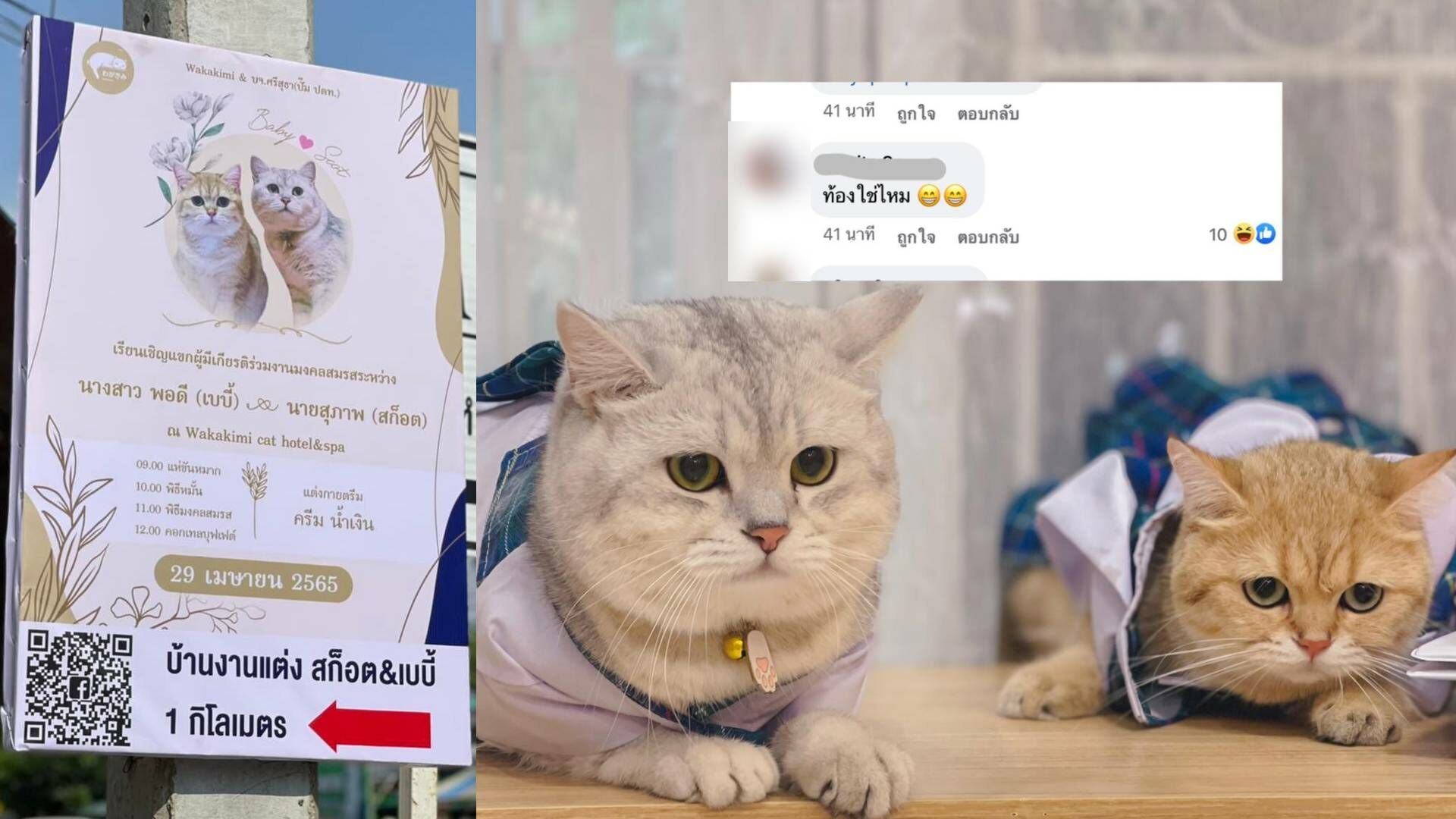 แชร์สนั่น 2 เหมียว ร่อนการ์ดเชิญ แมวแต่งงาน เจ้าของเผยเป็นรักแรกพบ |  Thaiger ข่าวไทย