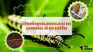 ฝันเห็นหนอนเยอะมาก เลขเด็ด