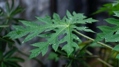 น้ำใบมะละกอปั่นสด รักษาโควิด