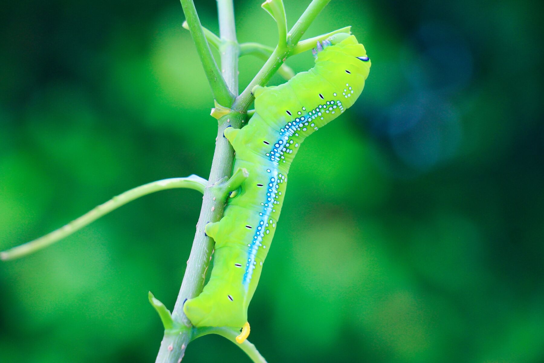 ฝันเห็นหนอน เยอะมาก ในบ้าน
