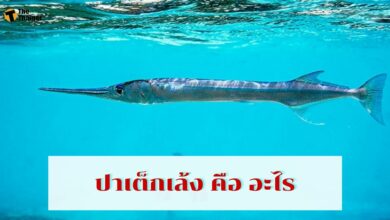 ปาเต็กเล้ง คือ อะไร อันตรายหรือไม่ นิยมทำเมนูไหนบ้าง มีคำตอบ