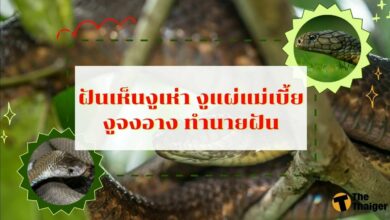 ฝันเห็นงูเห่า งูแผ่แม่เบี้ย งูจงอาง เลขเด็ด ทำนายฝัน พร้อมบอกความหมาย