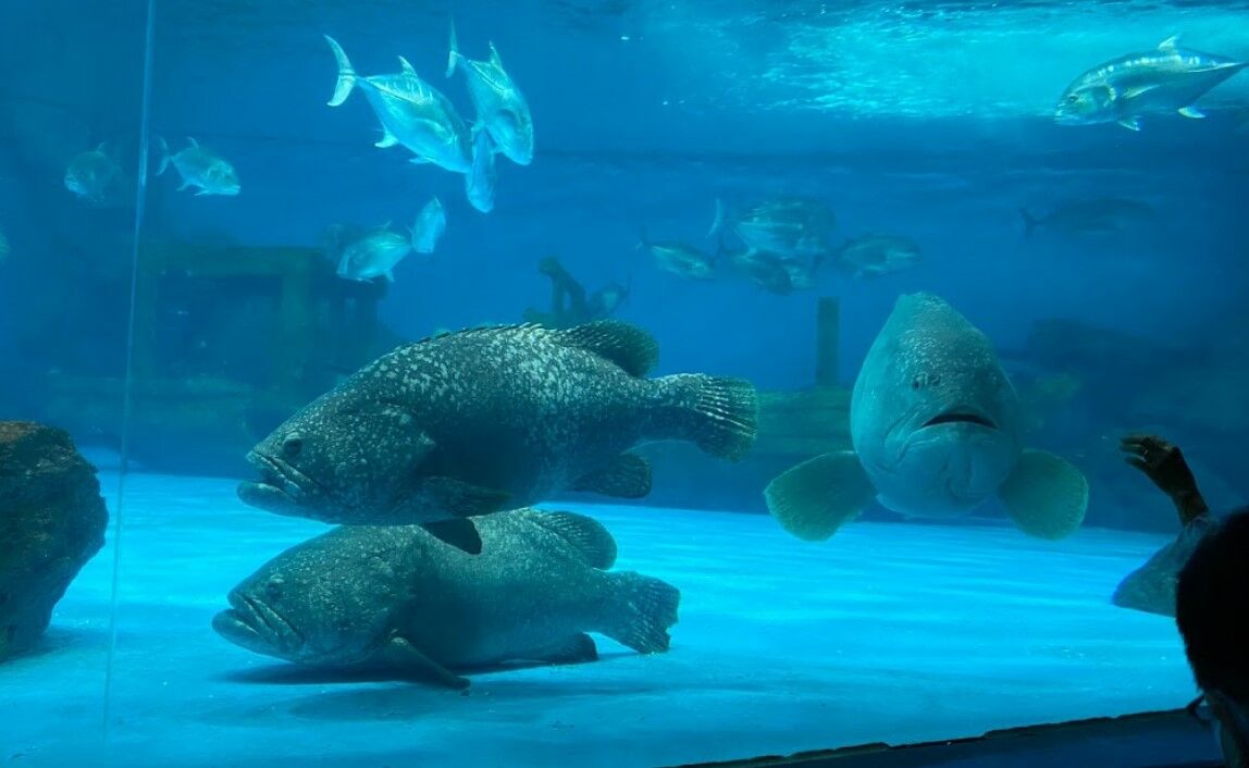 ที่เที่ยวบางแสน 2565 ติดทะเล เที่ยวใกล้กรุงเทพ ในวันหยุด สถาบันวิทยาศาสตร์ทางทะเล มหาวิทยาลัยบูรพา