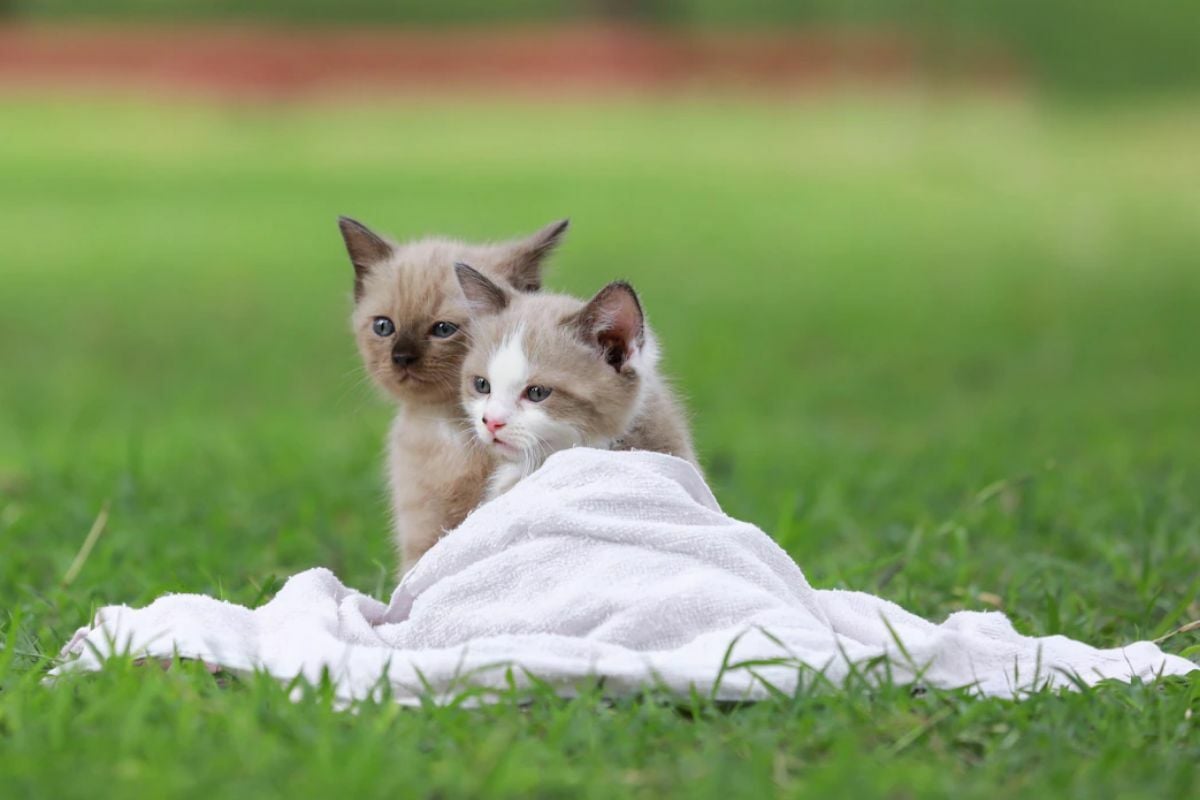 แคปชั่นเกินปุยมุ้ย