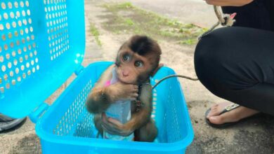 สัตว์ป่าคุ้มครอง ลูกลิงกัง