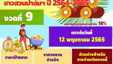 ราคาผลปาล์ม ประกันราคารายได้สวนปาล์ม งวดที่ 9