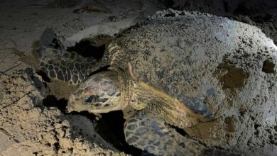 เต่ากระ ชุมพร วางไข่