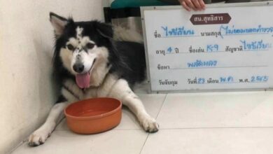 ไซบีเรียหาย
