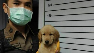 โกลเด้นหาย