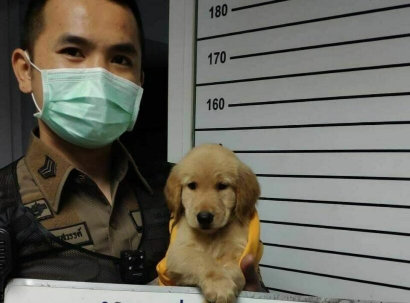 โกลเด้นหาย