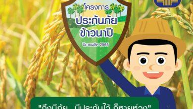 ธ.ก.ส. ประกันภัยข้าวนาปี 2565