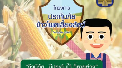 ธ.ก.ส. ประกันภัยข้าวโพดเลี้ยงสัตว์ 2565