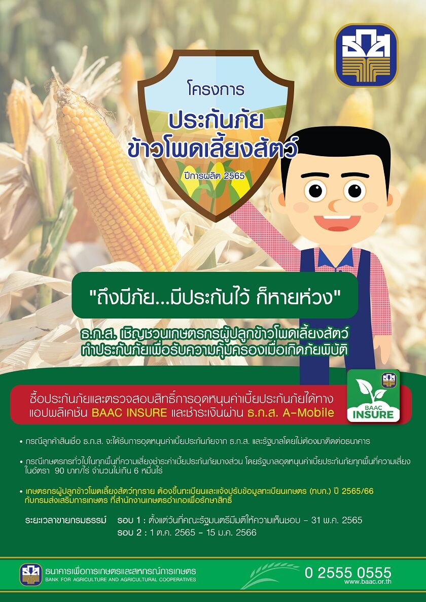 ธ.ก.ส. ประกันภัยข้าวโพดเลี้ยงสัตว์ 2565
