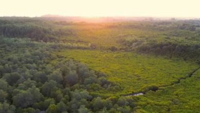 รีวิว ทุ่งโปรงทอง ที่เที่ยวระยอง 2565