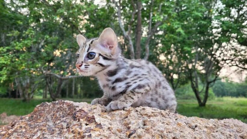 สัตว์ป่าคุ้มครอง