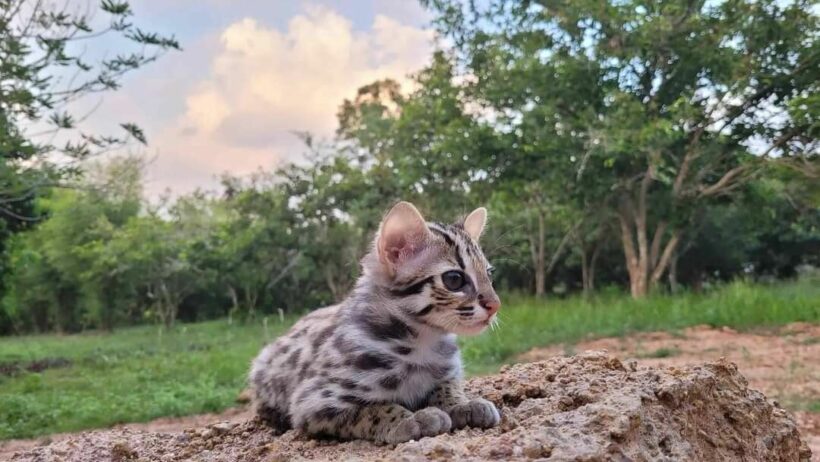 ซิมบ้า แมวดาว