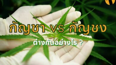 กัญชา กัญชง