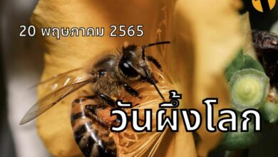 วันผึ้งโลก