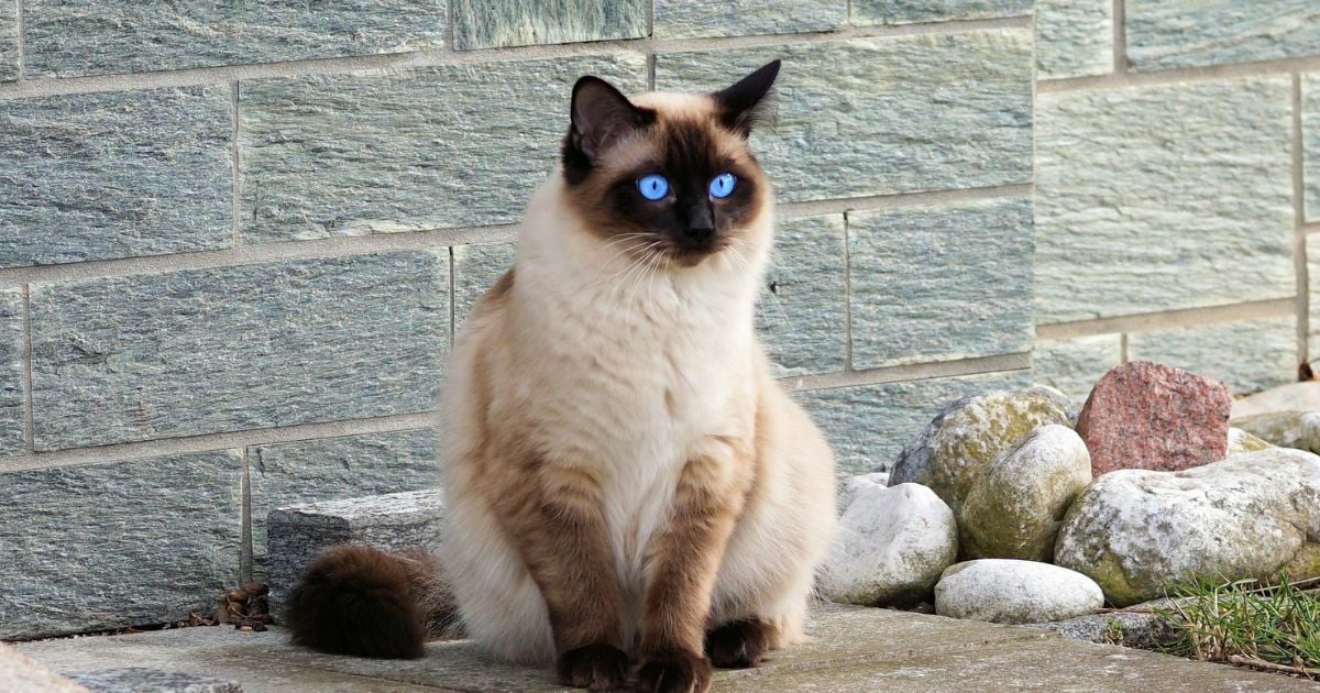 ฝันว่าแมวกัดมือ เลขเด็ด ทำนายฝัน ตีหวย โชคลาภ พร้อมบอกความหมาย