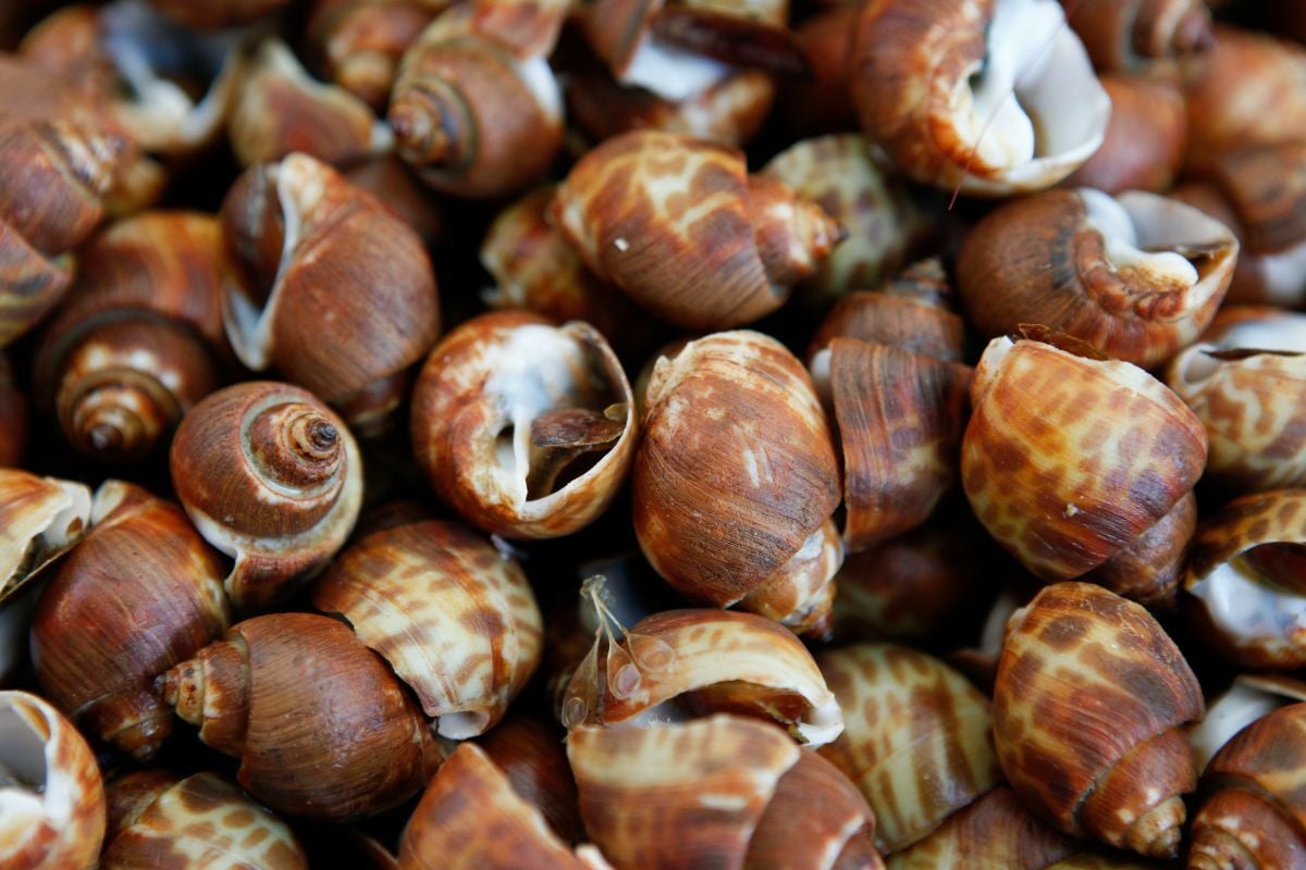 เปิดราคาหอยหวาน กิโลละกี่บาท