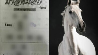 เลขเด็ด ม้าสีหมอก 16 6 65