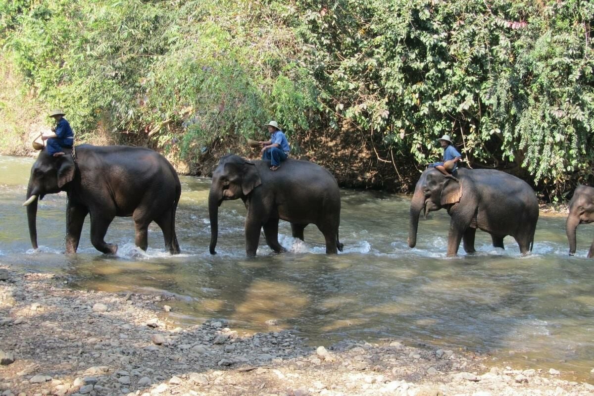 ฝันว่าได้ขี่ช้าง