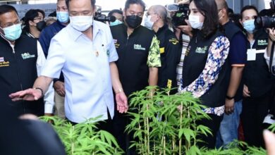 กรมวิชาการเกษตร ต้นกล้ากัญชา