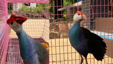 นกอีโก้ง สัตว์คุ้มครอง