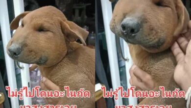 เจ้าแจ็ก หมาหน้าบวม