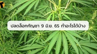 สรุป ปลดล็อกกัญชา 9 มิ.ย. 65 ทำอะไรได้บ้างไม่ผิดกฎหมาย