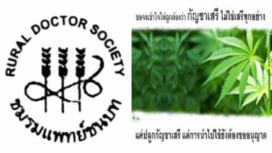 ข่าว กัญชา ล่าสุด