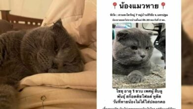 ดราม่า แมวหาย
