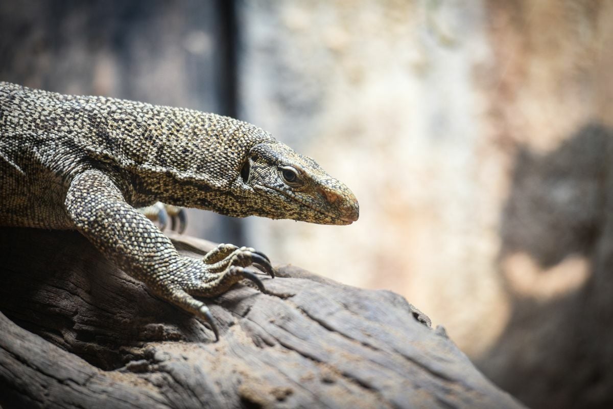 กินแลนผิดกฎหมายไหม