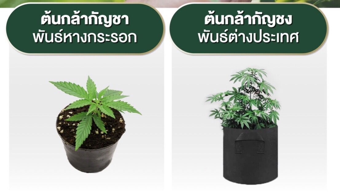 NUSA CSR กัญชา