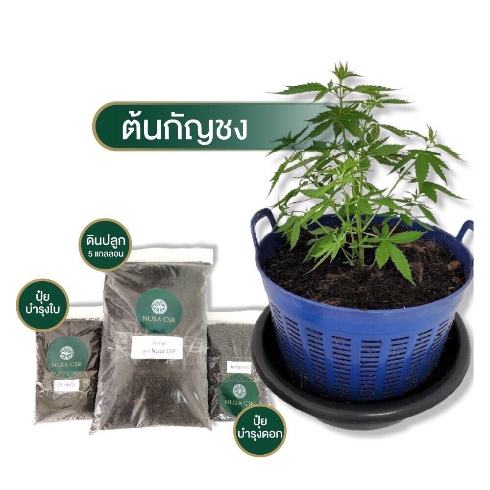 NUSA CSR กัญชา
