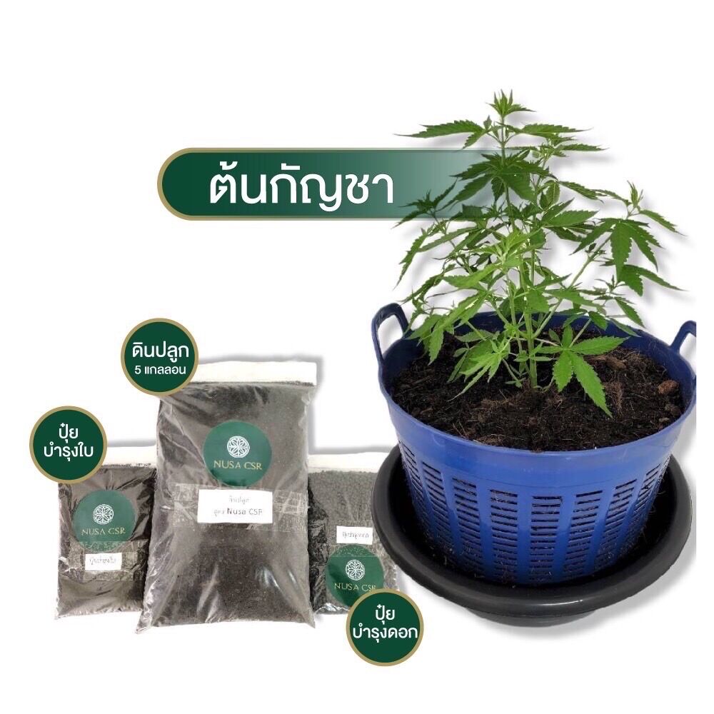 NUSA CSR กัญชา