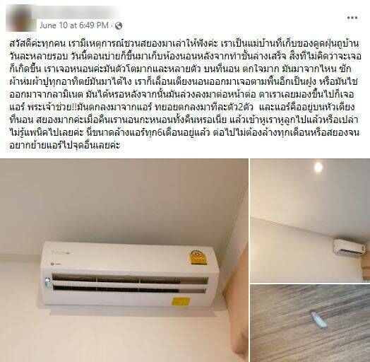 หนอน ผีเสื้อ