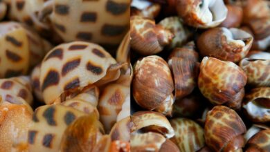 เปิดราคาหอยหวาน กิโลละกี่บาท