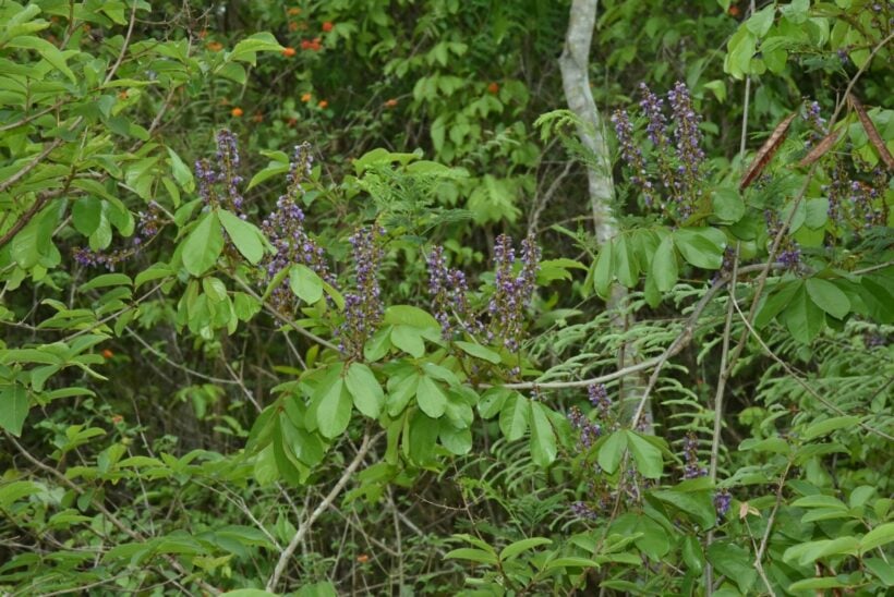 ซ่อนแก้ว พืชชนิดใหม่ของโลก