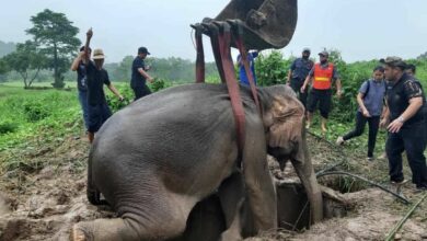 ลูกช้างป่าตกท่อระบายน้ำ