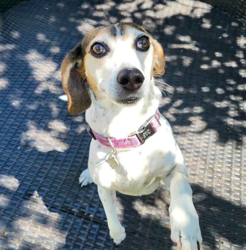 บีเกิ้ลหนีออกจากบ้าน