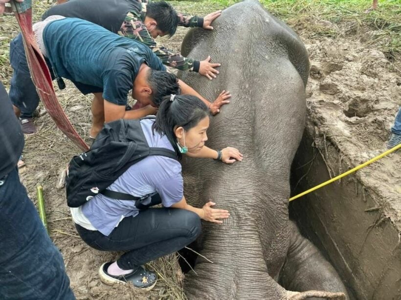 เจ้าหน้าที่กรมอุทยานฯ ช่วยช้าง