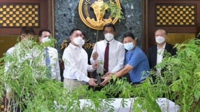 ชัชชาติ ต้นกล้าหางนกยูง