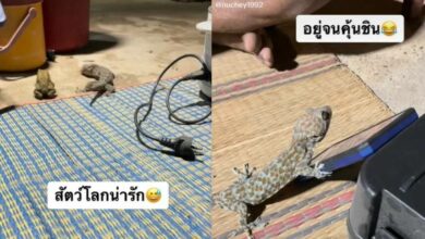 ตุ๊กแก สาวสนิทตุ๊กแก