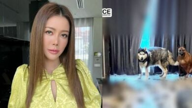 เก๋ชลลดารับหมาซันนี่ยูโฟร์