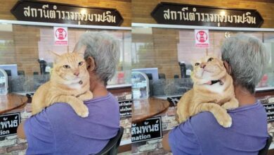 แมวส้ม คดีแมวขี้ใส่แปลงผัก