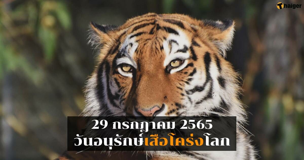 29 ก.ค. วันอนุรักษ์เสือโคร่งโลก 2565