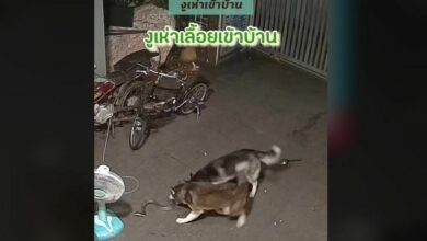 ไซบีเรียน งูเห่า
