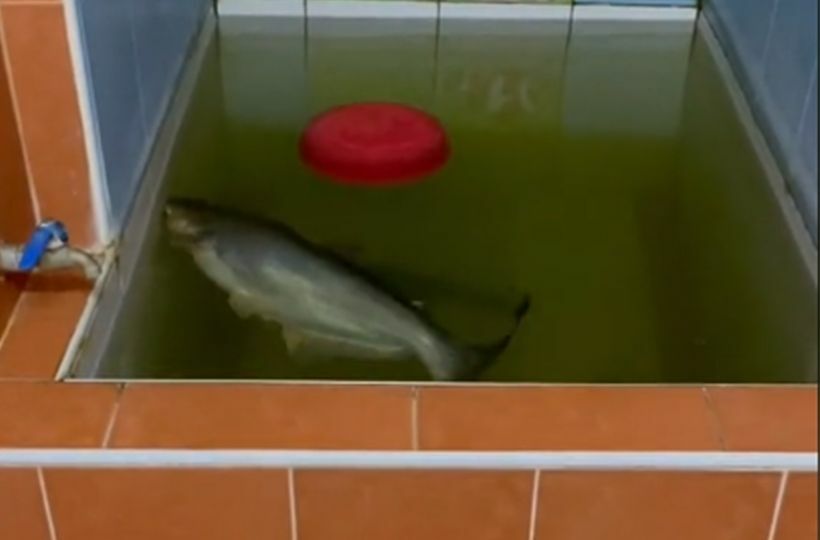 ปลาว่ายในอ่างห้องน้ำ ร้านข้าวต้ม