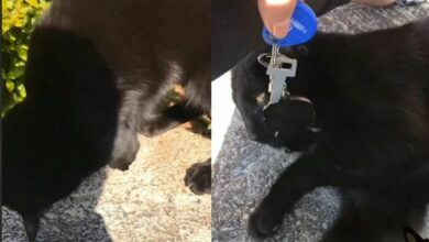 กุญแจบ้าน แมวดำ